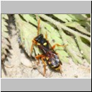 Nomada fucata - Wespenbiene w07b 7mm am Nest von Andrena flavipes - OS-Hasbergen-Lehmhuegel.jpg